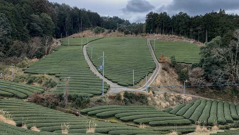 Matcha tea farms