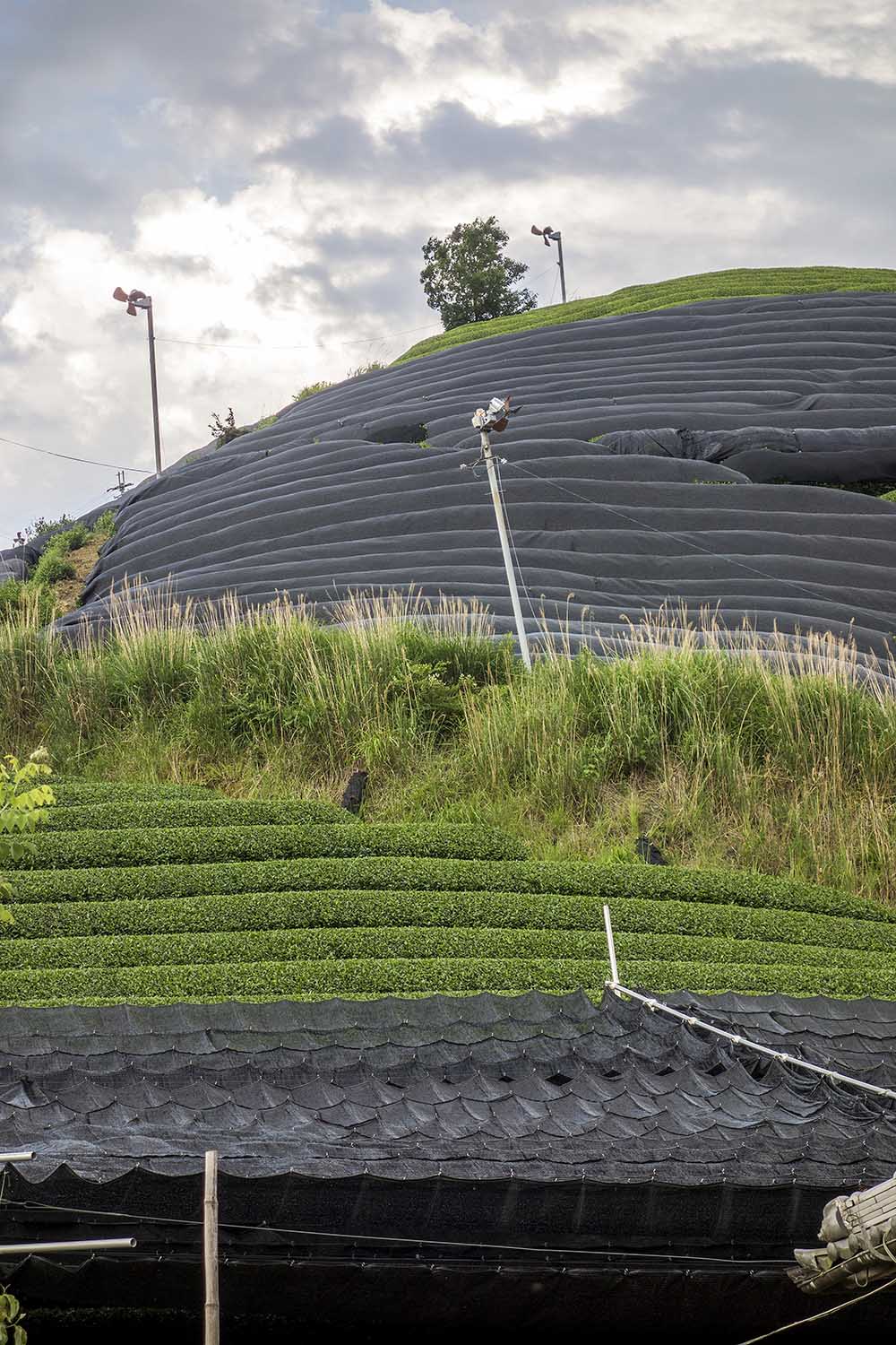 Wazuka tea fields in Kyoto
