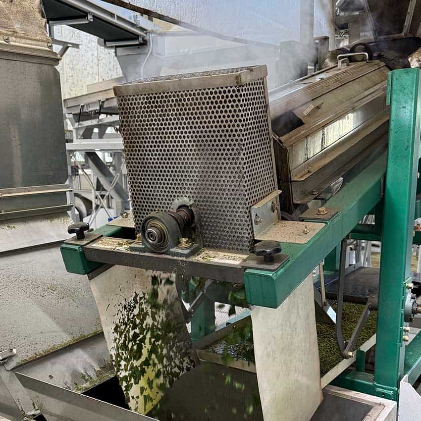 Steaming tencha leaves
