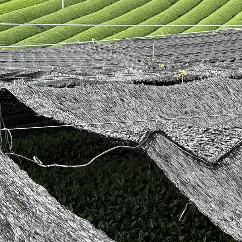 shaded matcha fields