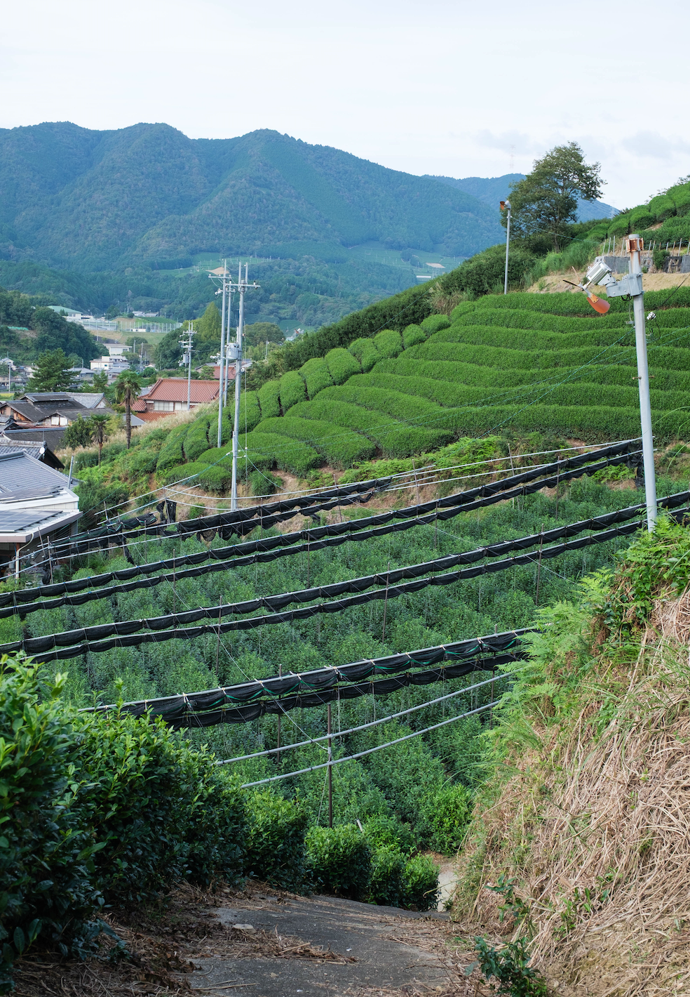 Tea fields and hillside in Wazuka, Kyoto, photographed during Heapwell's September 2026 visit